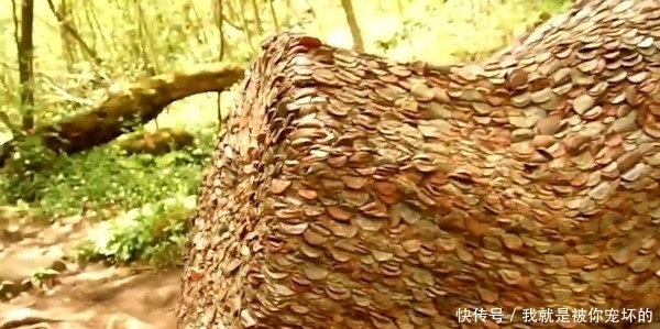 真相|树上长满硬币,大伙称它为“摇钱树”,背后的真相让人佩服