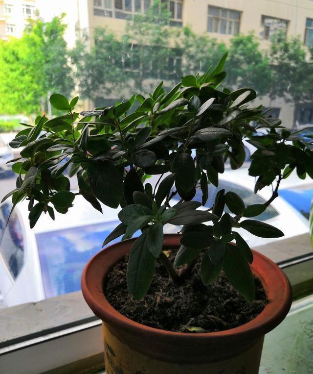 别人扔的花，我捡回家救活了，开花红红火火能旺家