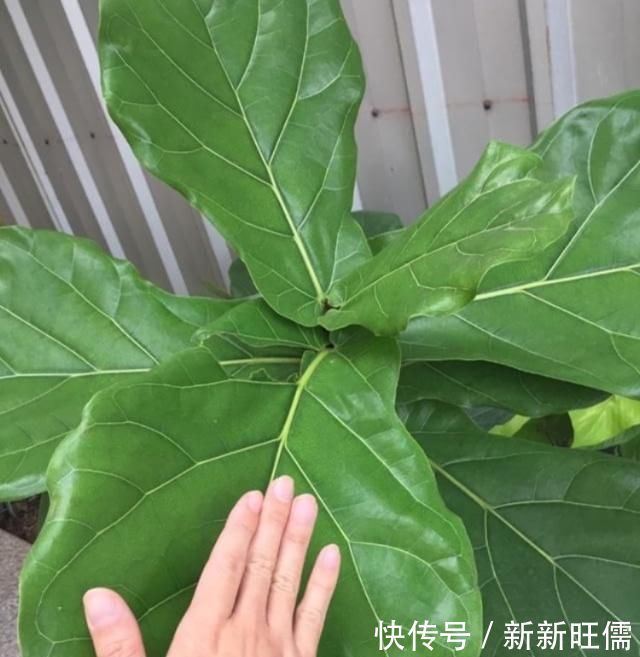 适合养在客厅的“3种花”,高档又气派,看一眼就“喜欢”