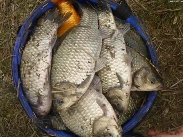 冬钓大鲫不要随便打窝,应该这样打,才是爆护!