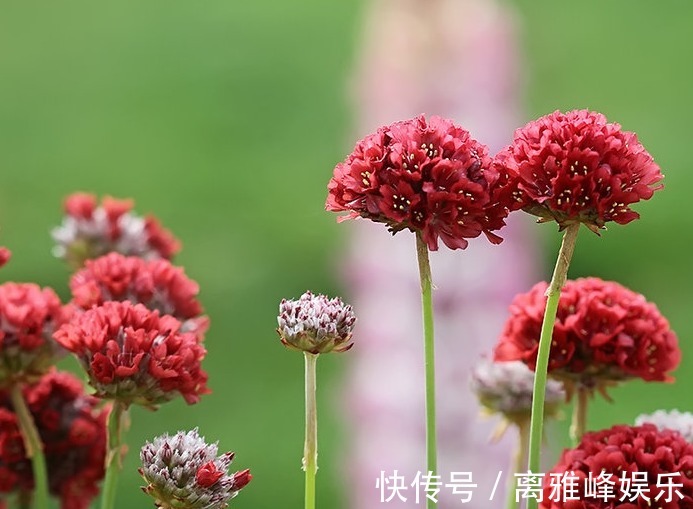 阿峰|和绣球花有的比的花卉，养起来很简单，爆盆开花这三点不能少