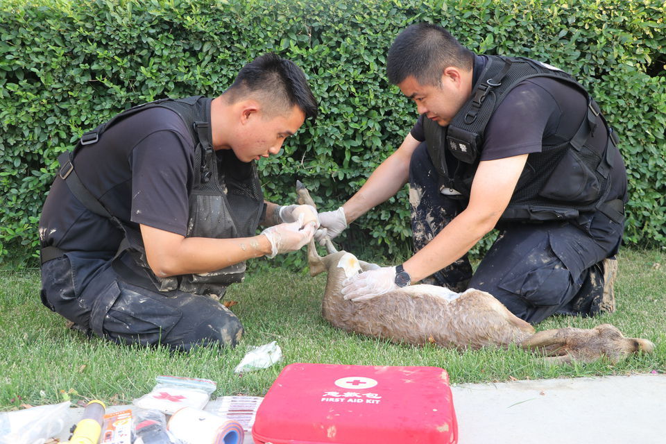 边境|边境民警救助国家一级保护动物黄羊