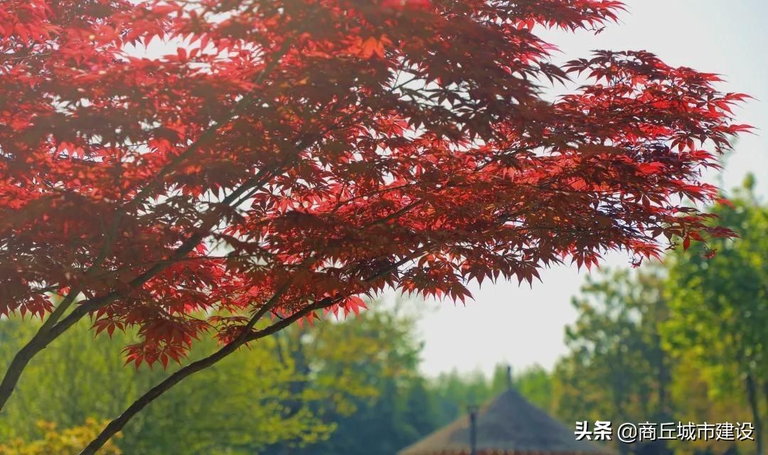 商丘市日月湖景区：春日红枫无限好 赏枫何须待秋时