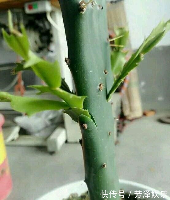 蟹爪兰接仙人掌，这么做“伤口”很快愈合，花开艳丽