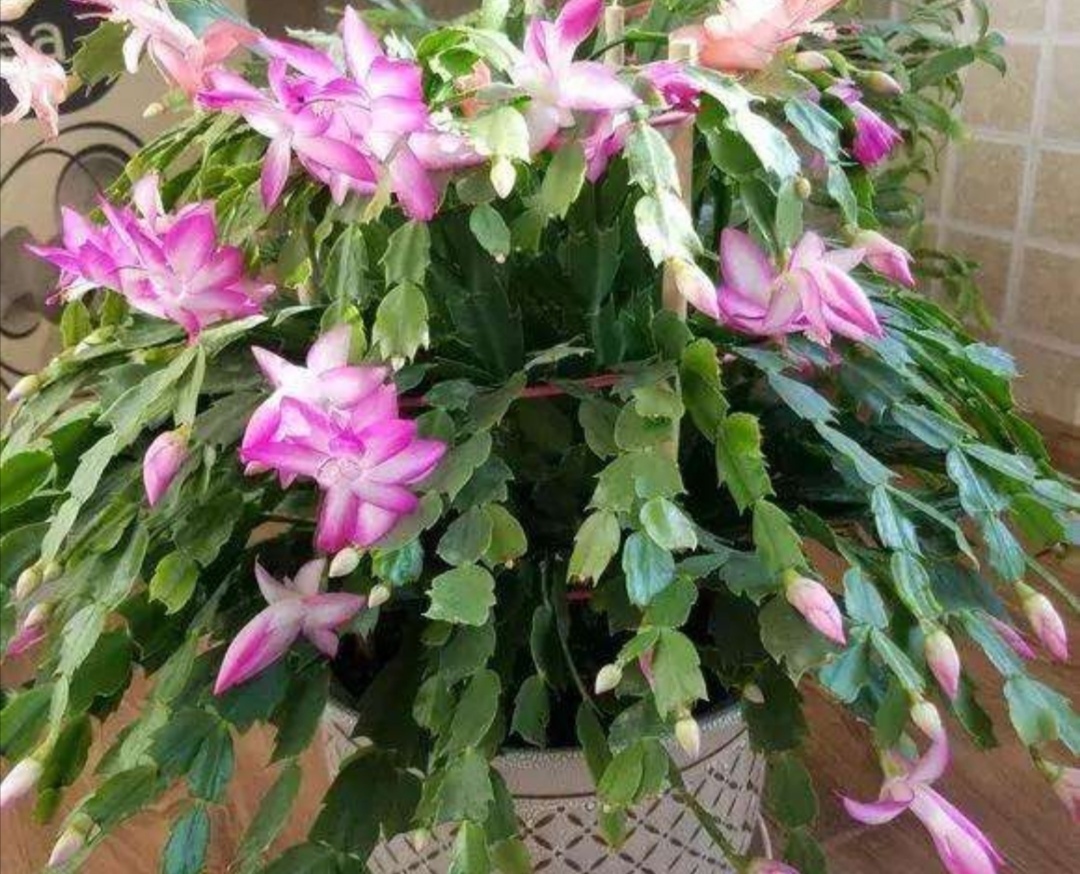 4种常见的花,冬天要“干养”,不然容易烂根落叶,难过冬