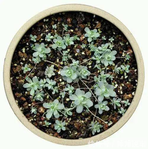 外出1个月没人管,回家发现多肉反而爆了盆,太强悍!