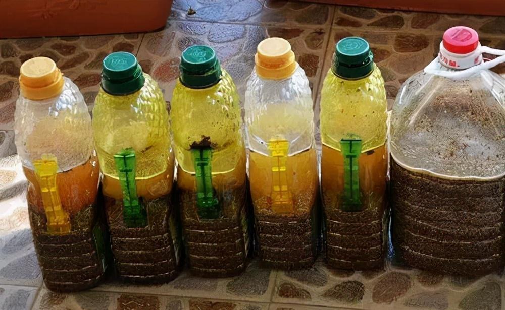 养好君子兰，根本不花钱，找点“废物”浇一浇，长成“极品兰”