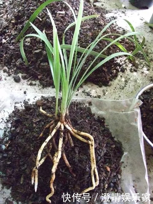 瓜子|给兰花换盆换土,加入这3种“宝贝”,疏松又透气,不烂根长的壮