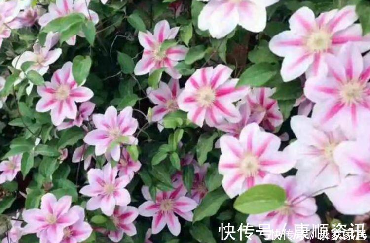 最受欢迎的花,家中养一盆不但能让阳台变花海,还能吸收甲醛