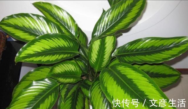 身体|卧室里万万别养这“2类花”,难怪身体会差,懂花的人都避开