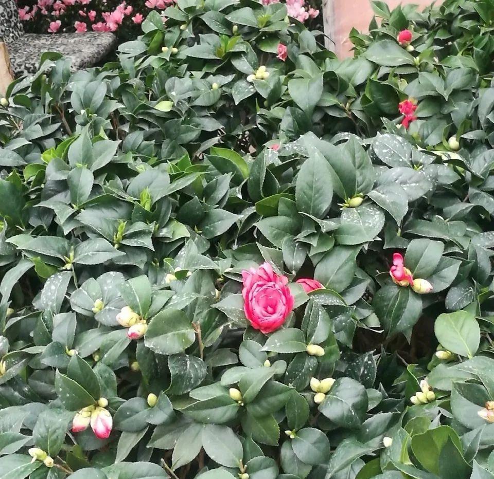 5种花不敢买,秋天死太快,养不活惹一肚子气