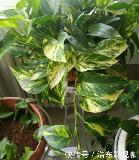 新手养花别再首选绿萝了，它们好看又好养，盆栽生命特坚强