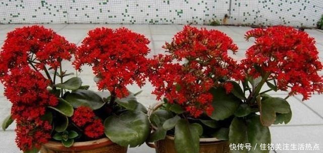 金枝玉叶|长寿花嫁接“金枝玉叶”，技巧简单，轻松变成“火树银花”！