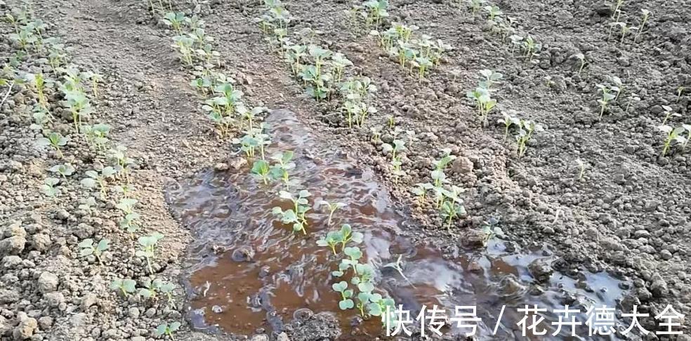 采收|蔬菜长得真大,一棵能吃好几顿,一个多月采收,种一些真值