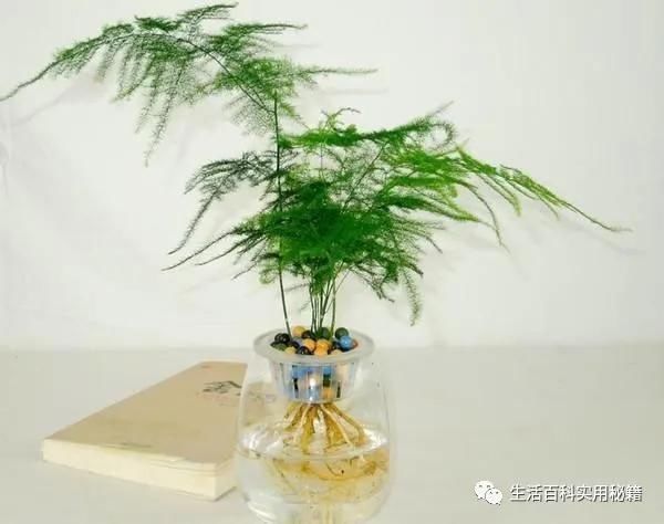 黄落|家里文竹发黄快死了,媳妇用了这1招,立马起死回生