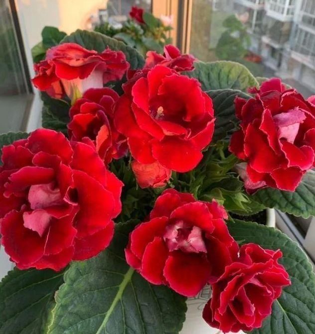 养此款花卉,春风吹开花旺,开花香喷喷,香水都不用买了