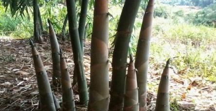 好处|吃竹笋对身体的好处很多,能解决肠道问题,有便秘的人不妨学一学