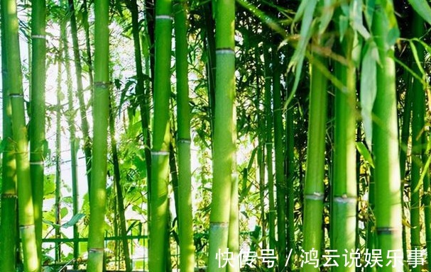 坟地#坟边长竹须迁坟,坟前两物成富人,“两物”是什么