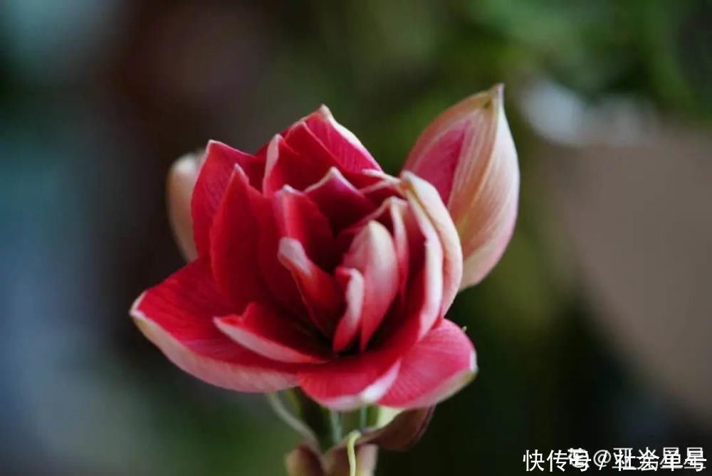 营养液|朱顶红埋土里，如何能年年开花，球变大、变多？