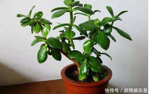 玉树|玉树不开花老花农教你这样养,叶片绿的发亮,花开爆盆!