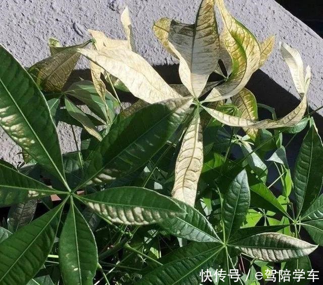 公认难养的6种花,新手慎买,养不活还浪费钱!