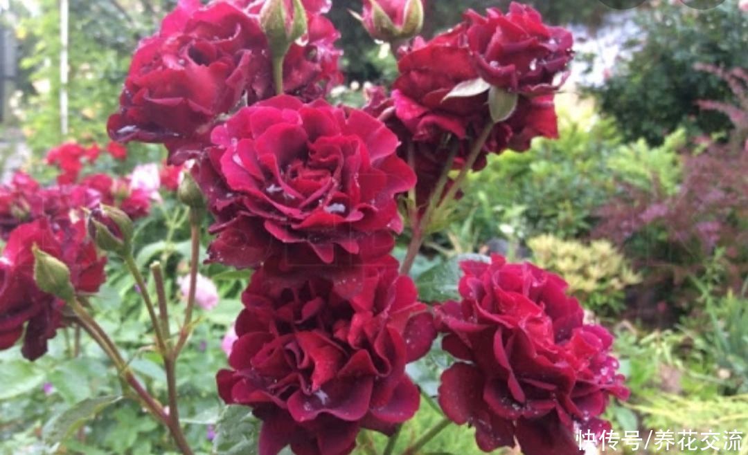 13种耐寒的盆栽花卉，零下20多度可存活，大部分南方也能种