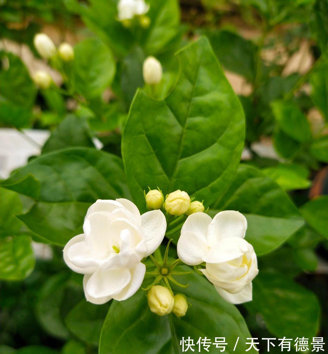 茉莉花|茉莉花释放“三信号”,果断剪一剪,花苞咕噜冒,一次绽放上百朵