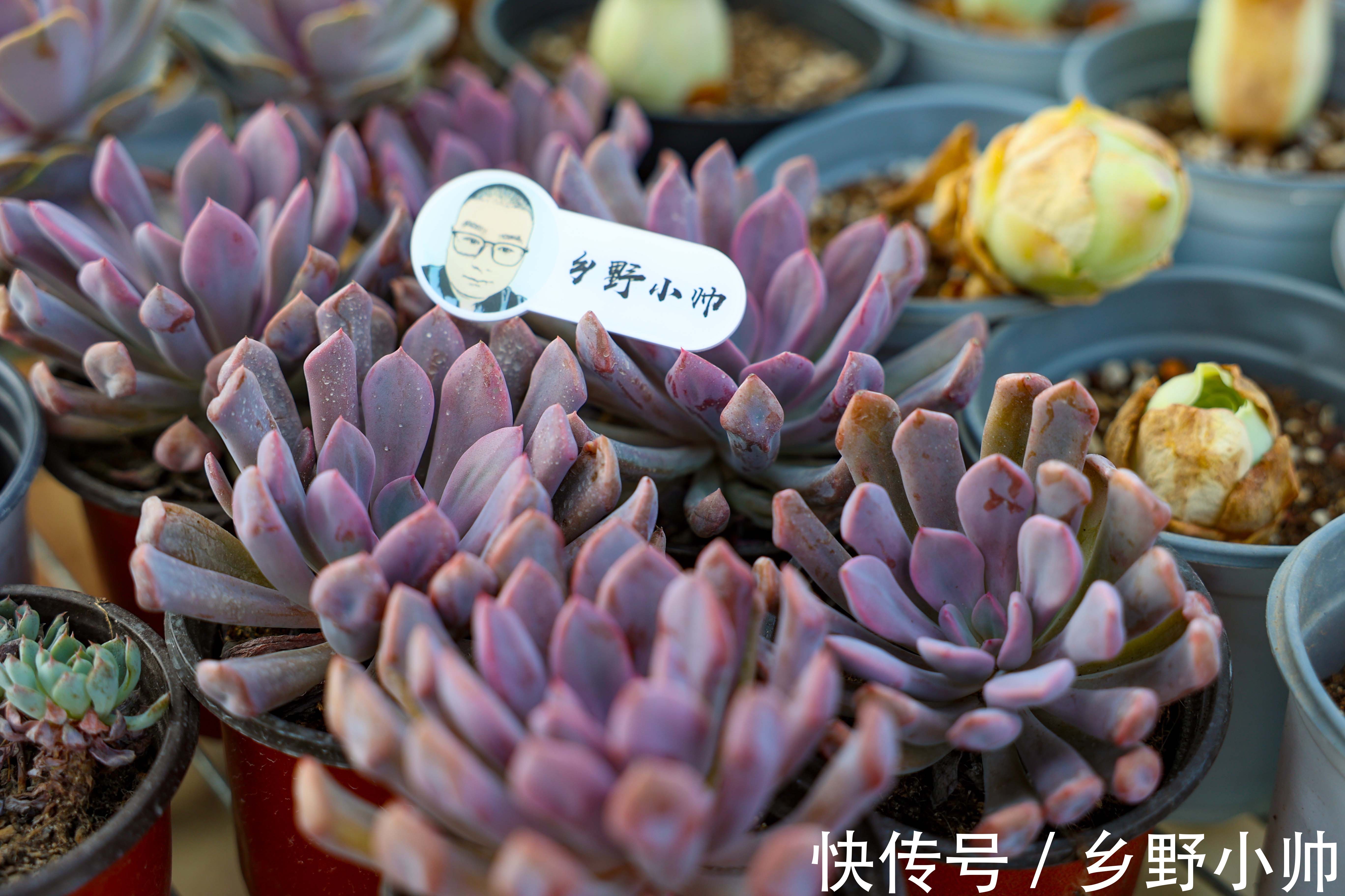 黛比|阳台党有福了,小帅为你介绍几款适合阳台党的多肉,抓紧带回家