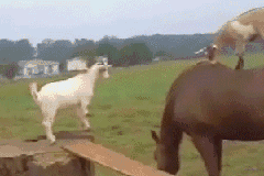 |搞笑GIF: 下次记得关门 要是突然有人进来那就尴尬了