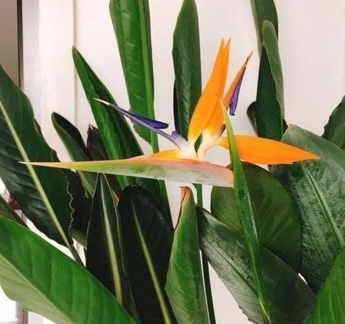 仙鹤|养鹤望兰,有3个“小要求”,满足它,年年都能开出仙鹤