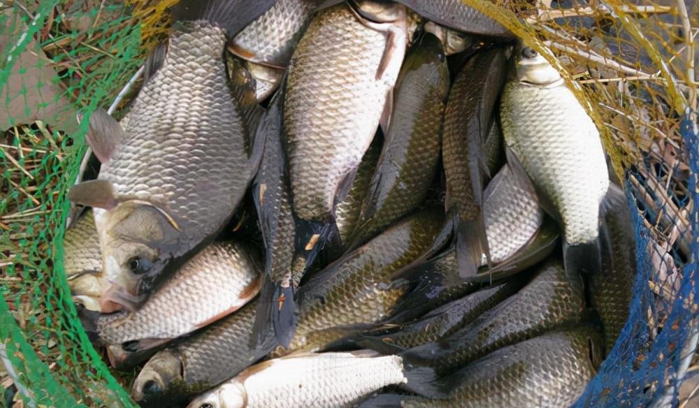 冬天遇到了这两种天气,请假也要去钓鱼,因为大板鲫真的很多