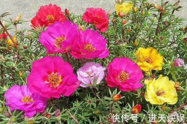 太阳花根茎软倒伏不开花,抓紧时间“剃光头”,夏末还能开一茬