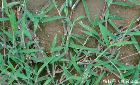 农村野草俗称“马饭”，却明目润肺，清热醒脑，是都市白领的福音