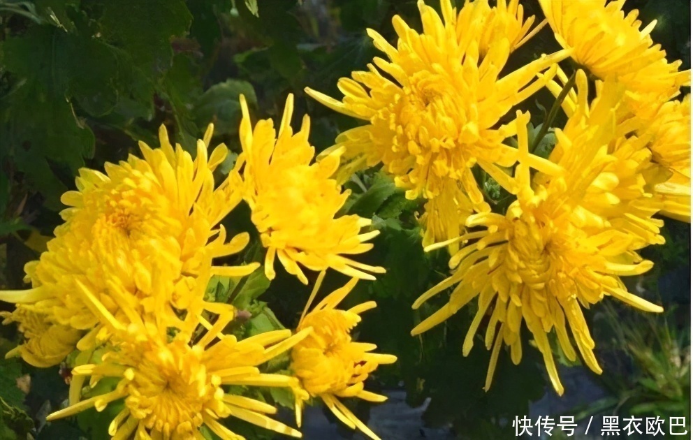 菊花|3种食物,刮油去脂最厉害,尤其是最后一种,很多人都喜欢