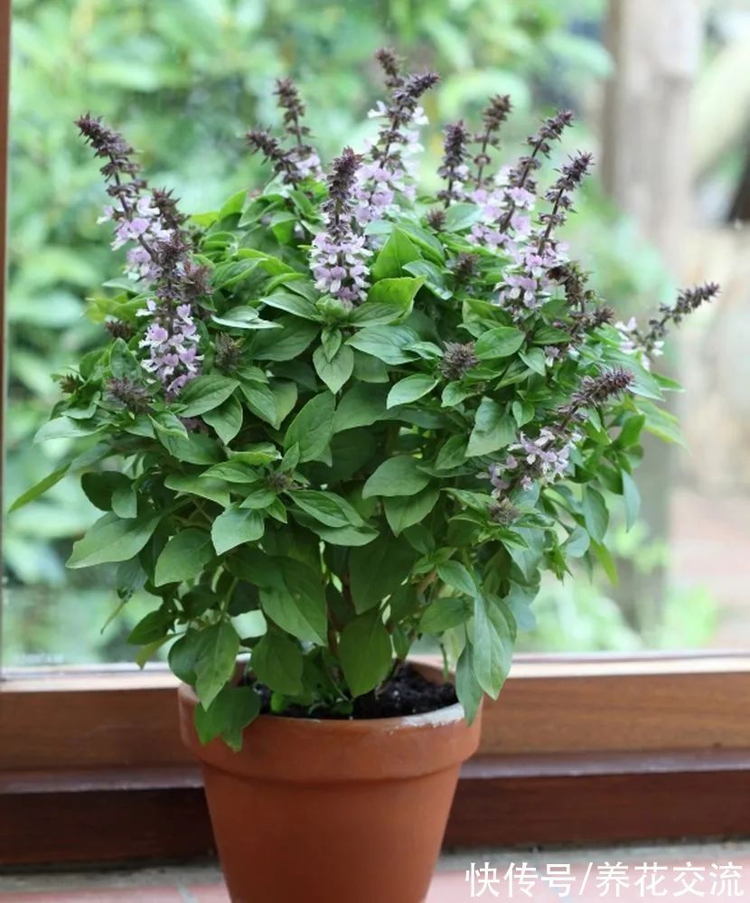 家里的植物不长新叶,僵苗了咋办?掌握这5点,很快就能挽救回来