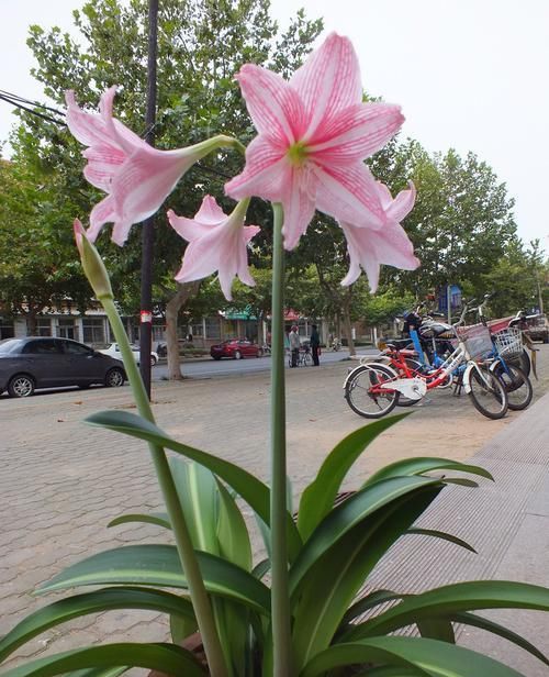 合适|不一样的朱顶红,就用不一样的土,合适的土才能让朱顶红长得棒