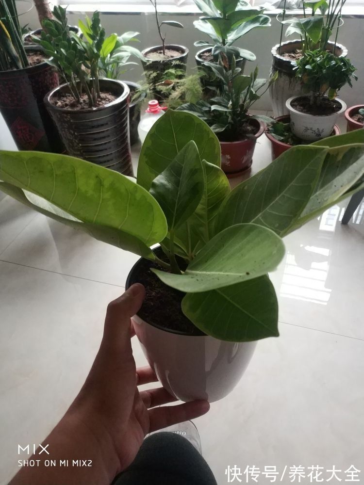 大叶子花|5种大叶子花千万别错过,气质十足有格调,放在家里很吉祥