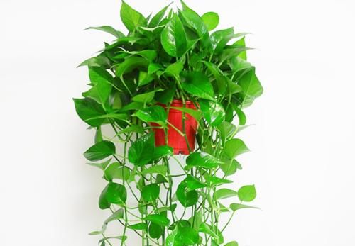 连这六种盆栽还养不好，真就不适合养花了，还是买塑料花吧