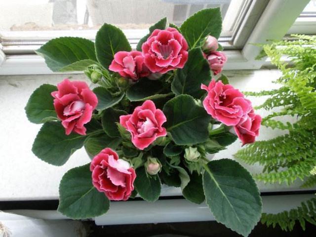 有些花不能“乱喷水”,这3种花叶片来点水,不知不觉就养死了