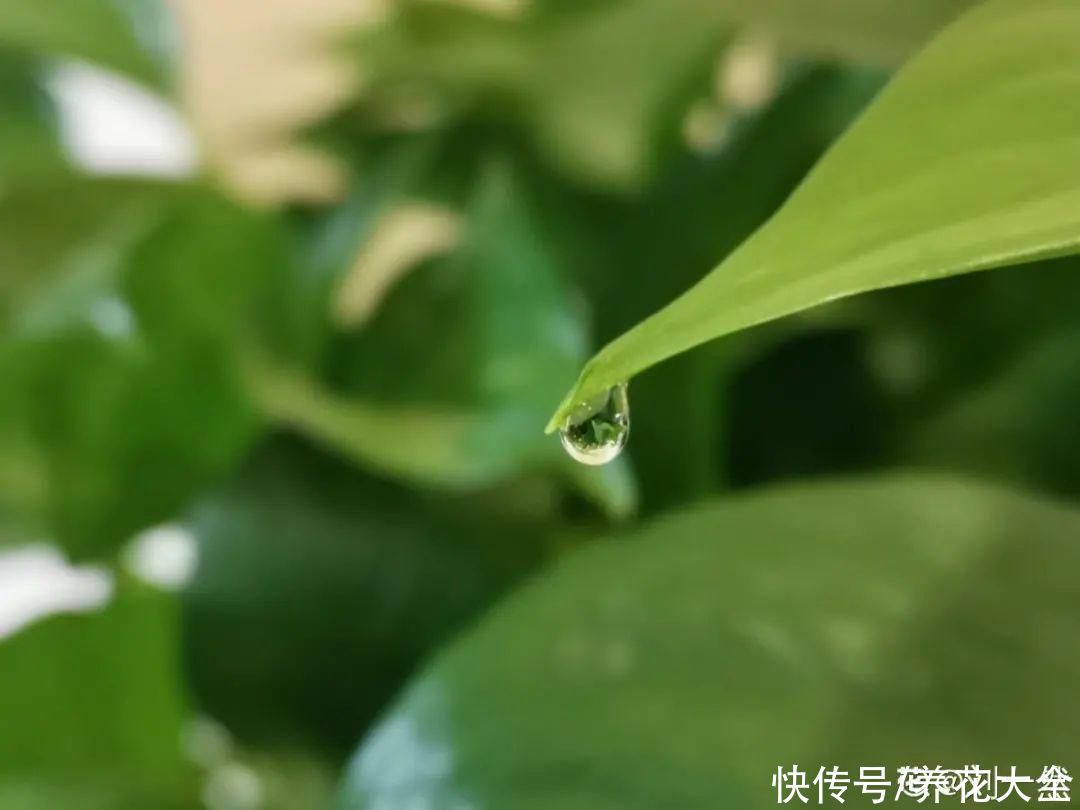 叶子|绿萝叶子“吐”水珠，恭喜你，养出了最佳状态
