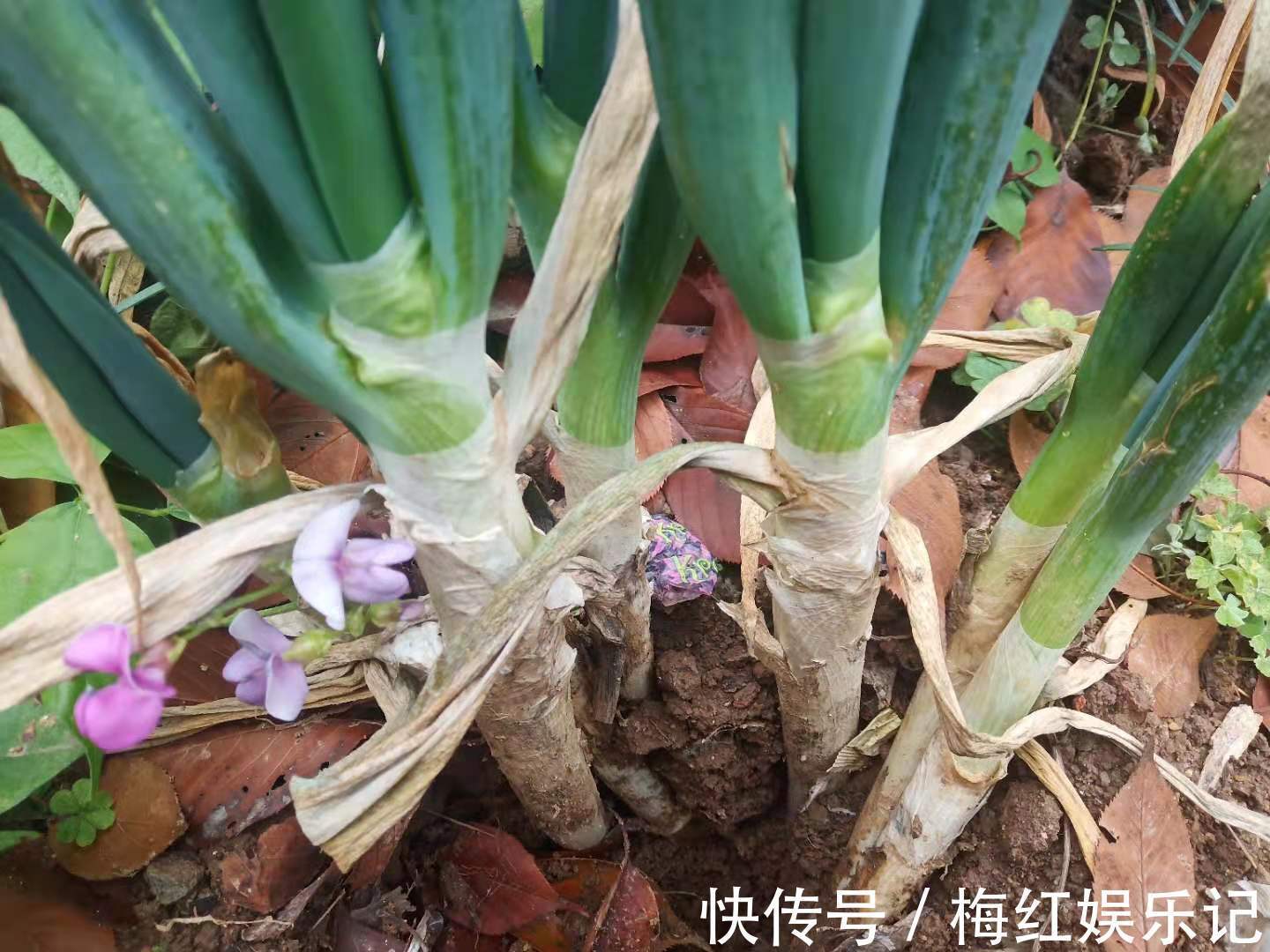 “老祖宗”留下来的“大葱保存法”，不干不空心，放半年也不坏