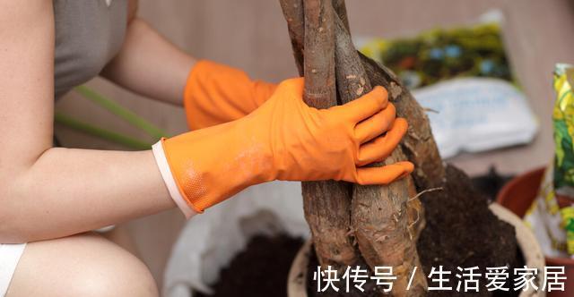 寓意|4种植物挺着“大肚子”,摆在客厅,不但寓意好,而且耐旱好养