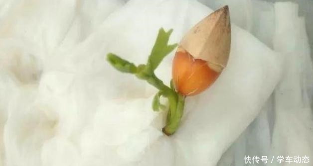 3类种子得捡回家,冬天将它扔水里,呼呼长成漂亮的绿植盆栽!