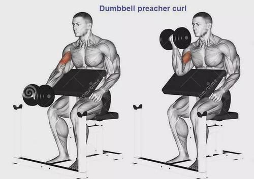 弯杆|最全的肱二三头肌训练图解，漂亮手臂必备！