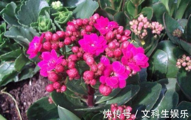 植株|长寿花茎杆长了“气生根”,明白这些事,不再“脑袋疼”!