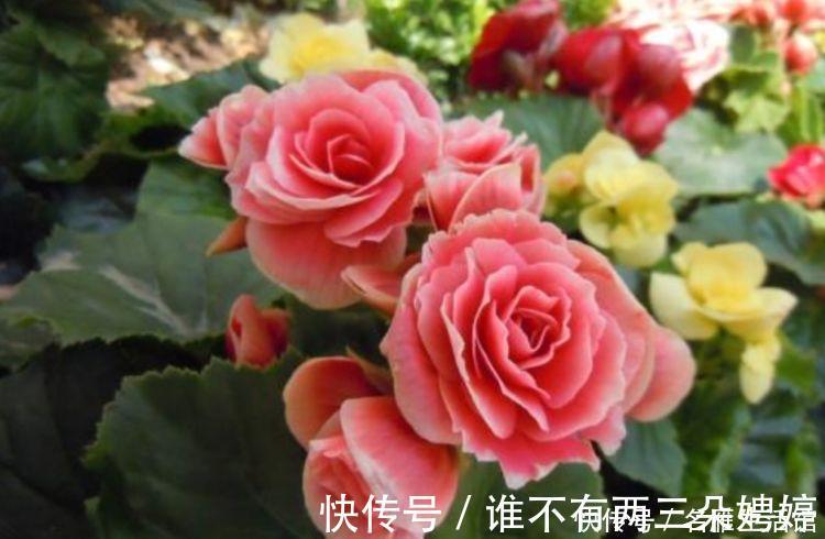 玫瑰海棠|家养3种旺运花，吉祥又喜庆，比牡丹美，比绿萝好养