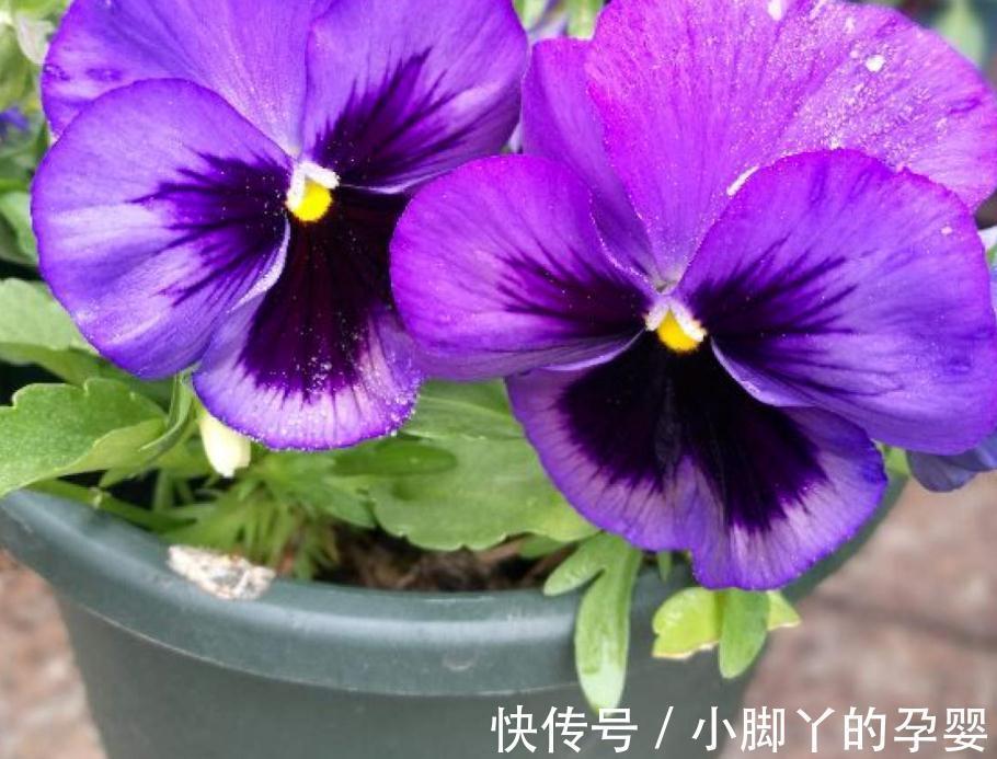 花草盆栽过冬难,该怎么办?从这3个方面下手,先养根