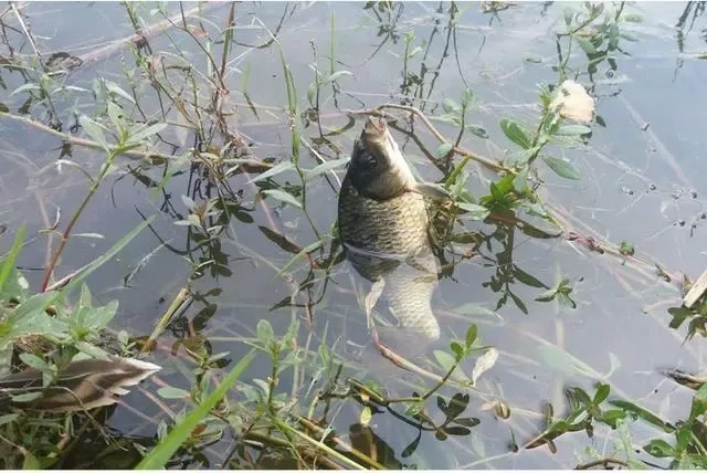 深秋钓鱼,靠草边下竿,会有意想不到的收获,建议试试!