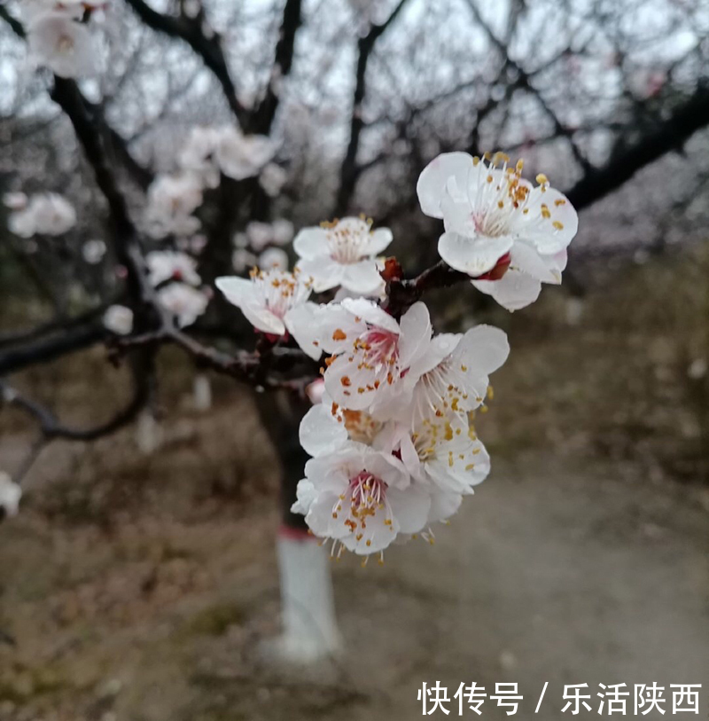 中年|百花争春时节，在西安，这些浪漫的事情一安排 ，想怎么嗨都行