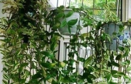 冬天|这3种花，好养又漂亮，现在种1盆，美了夏秋天，绿了冬天！